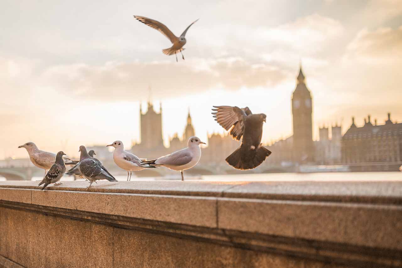 img-birds-1280x853.jpg